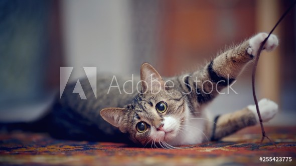 Picture of Striped cat with white paws plays on a carpet